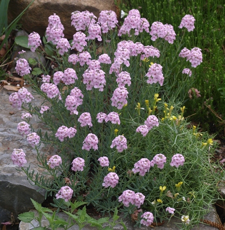 Аethionema Grandiflorum (1004)